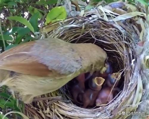 遮风挡雨打一个动物、学习作答落实解释
