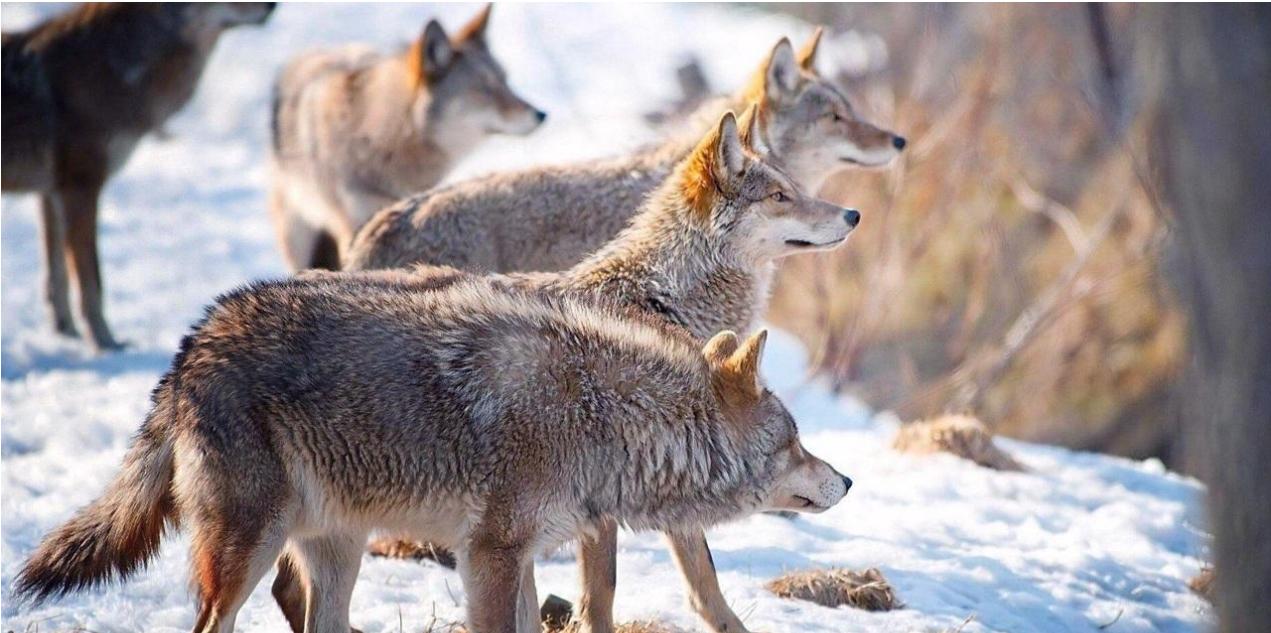谜语解析,左右开弓打一正确生肖—揭秘虎的智慧与力量 谜语解析,左右开弓打一正确生肖—揭秘虎的智慧与力量