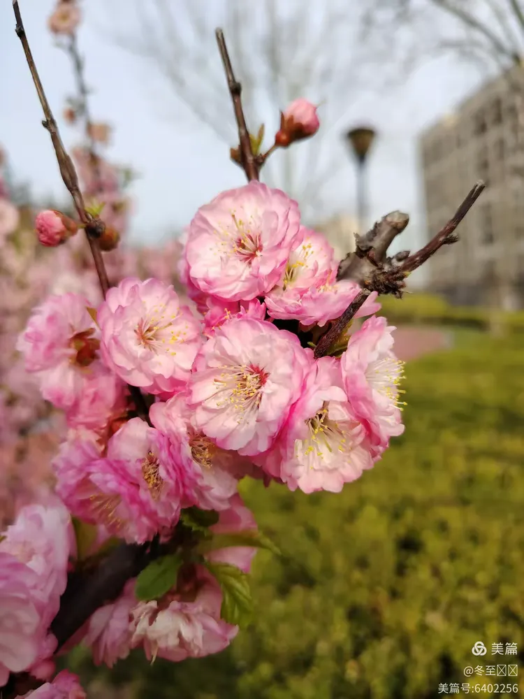 花开回春又一年，生肖之谜的愉快解答