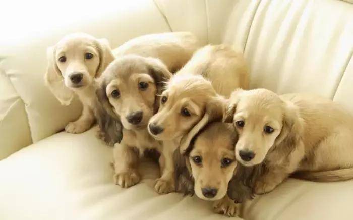 家中宠物是什么生肖、新型作答落实解释 家中宠物是什么生肖、新型作答落实解释