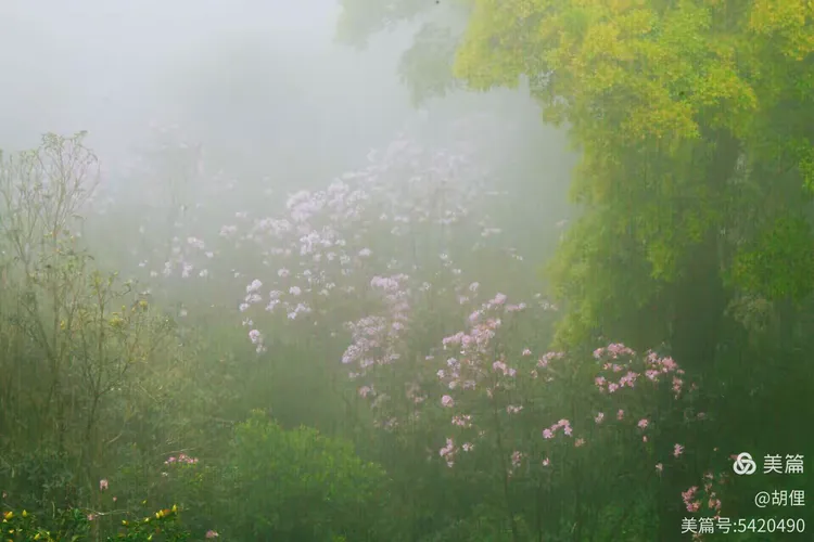雾里看花,生肖之谜的独特解读 雾里看花,生肖之谜的独特解读