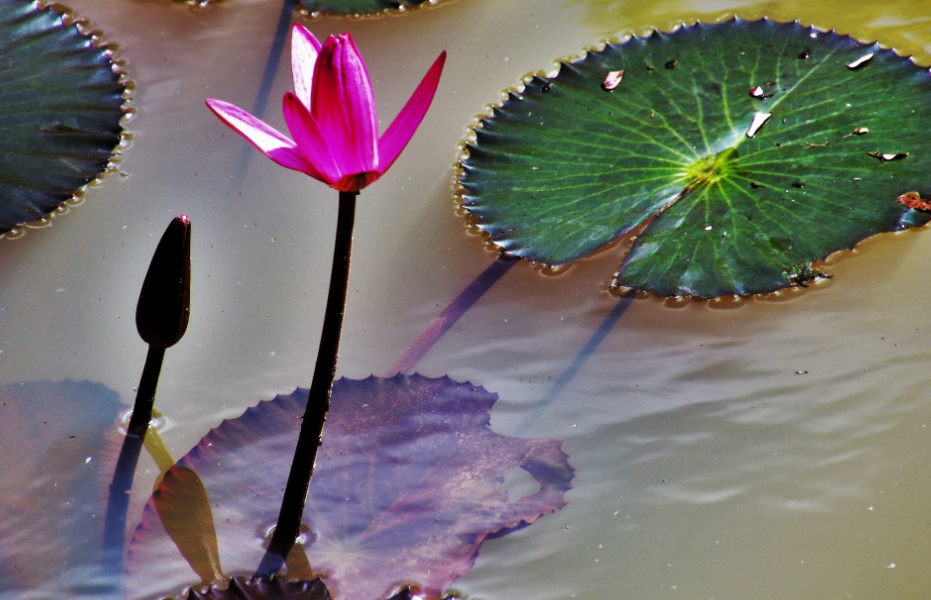 逆水行舟打一生肖、新型解释落实