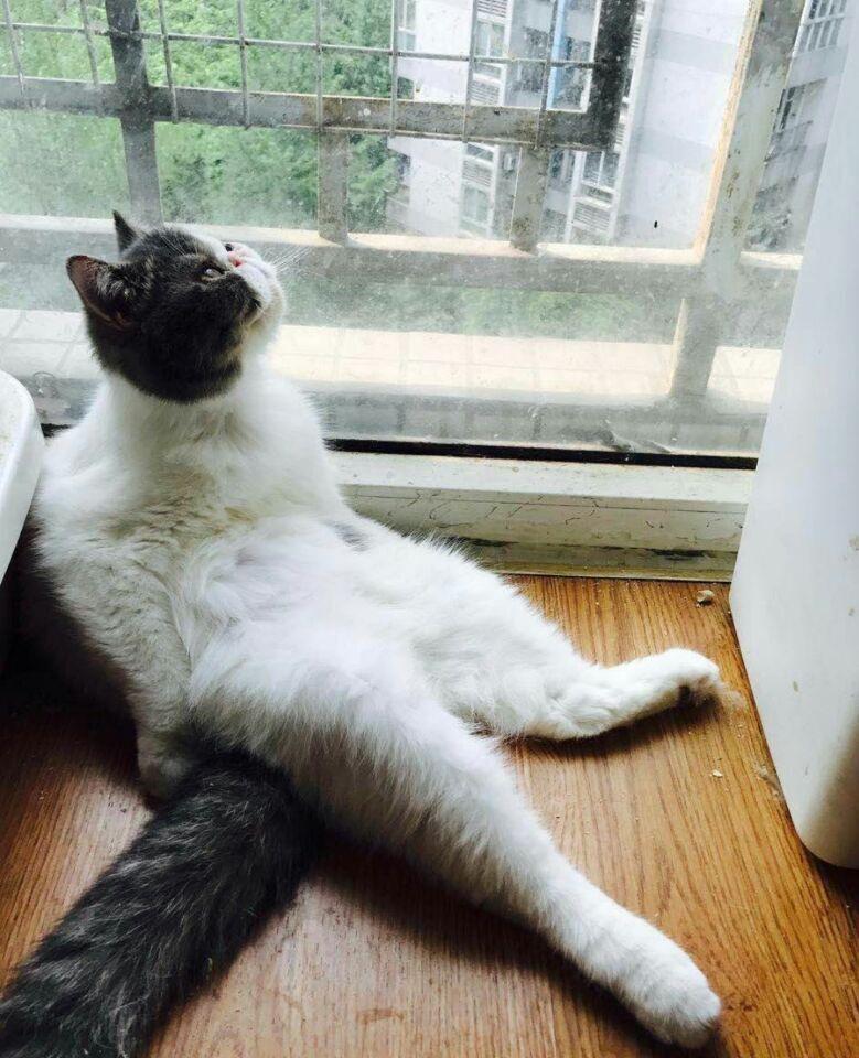 乐不思蜀，生肖之谜的经典解释