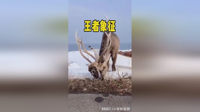 愁云淡淡代表什么生肖:词语解析解答落实