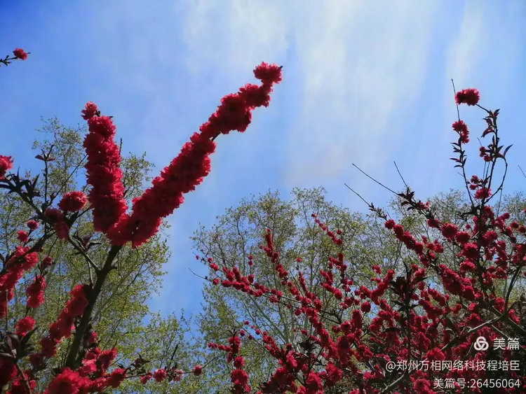 花开回春又一年,生肖之谜的愉快解答 花开回春又一年,生肖之谜的愉快解答