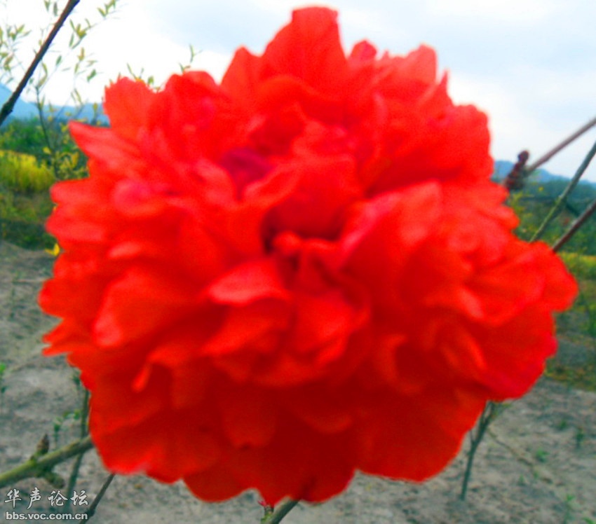 月缺花残是什么生肖、能人作答落实解释 月缺花残是什么生肖、能人作答落实解释