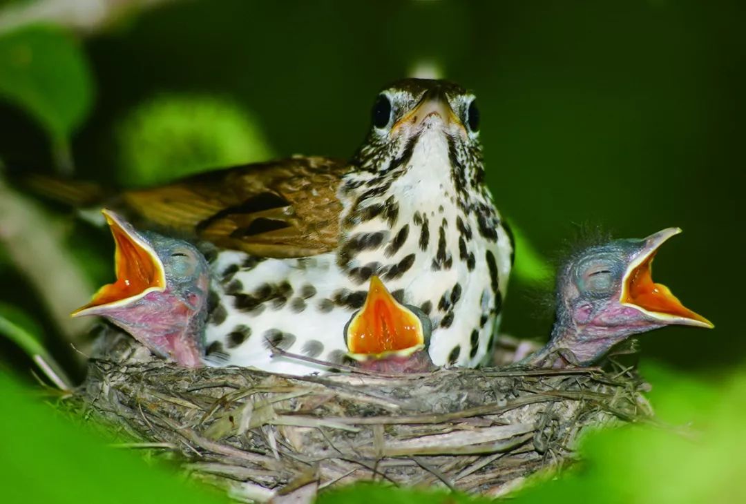 倾巢而出,生肖之谜的沉稳解析 倾巢而出,生肖之谜的沉稳解析