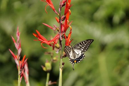招蜂引蝶是什么生肖、最佳作答落实解释 招蜂引蝶是什么生肖、最佳作答落实解释