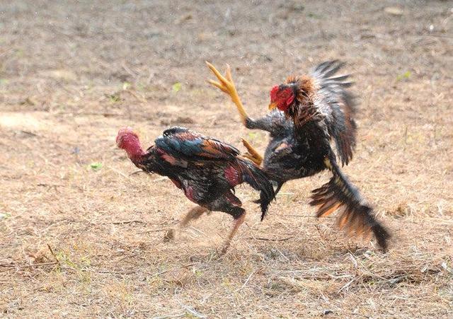 花拳绣腿是什么生肖、选择解释落实