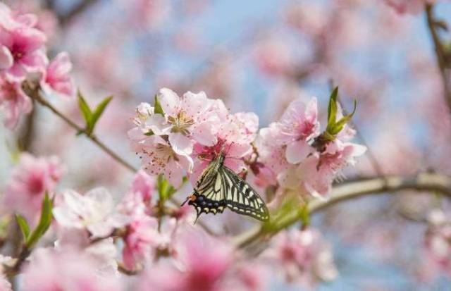 春光明媚指什么生肖、独特解释落实 春光明媚指什么生肖、独特解释落实