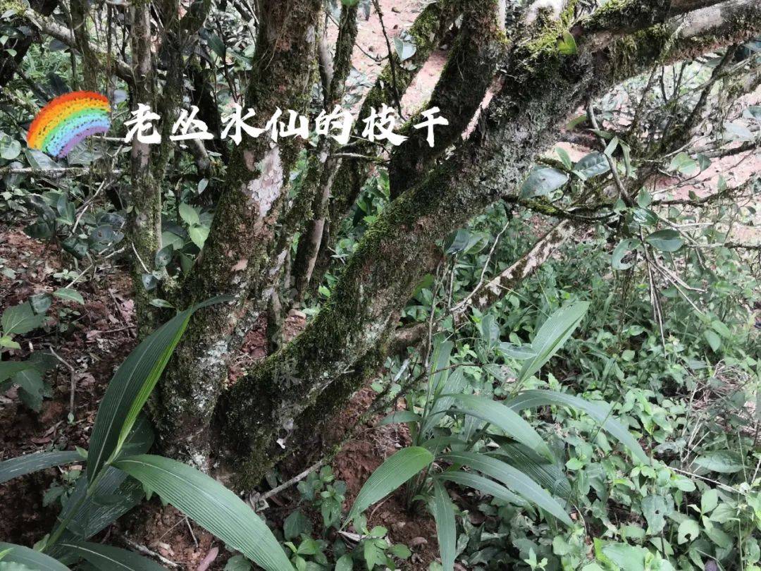 粗枝大叶背后的神秘生肖，揭秘马的独特寓意