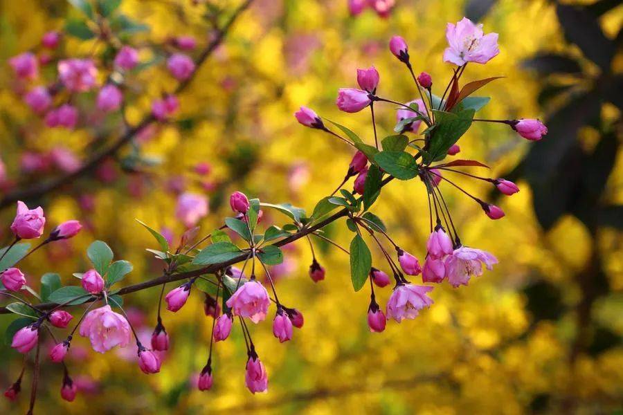 春光明媚指什么生肖:谜底即将揭晓落实 春光明媚指什么生肖:谜底即将揭晓落实