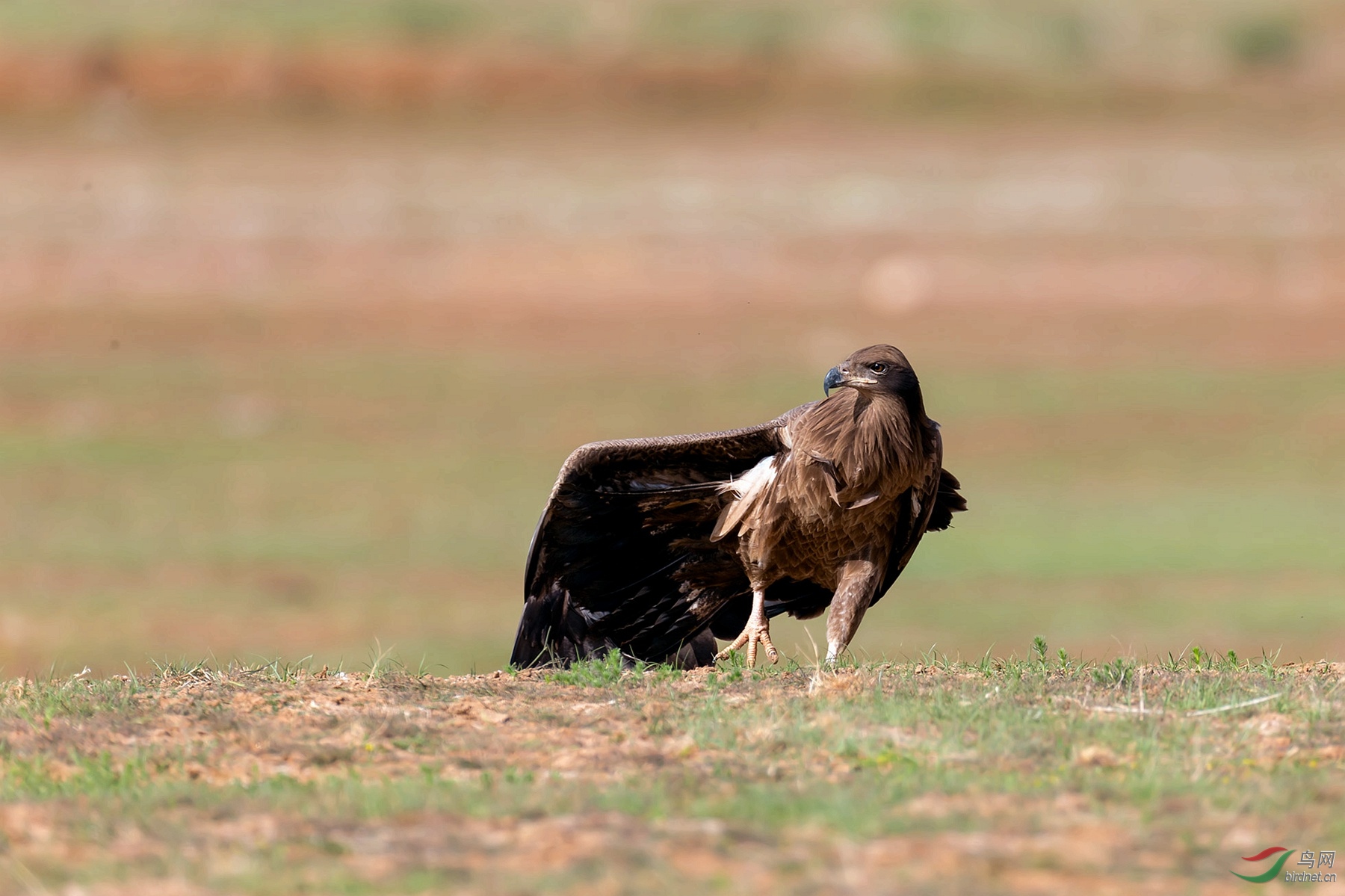 摇首顿足,最新解释与动物行为学的深度解析 摇首顿足,最新解释与动物行为学的深度解析