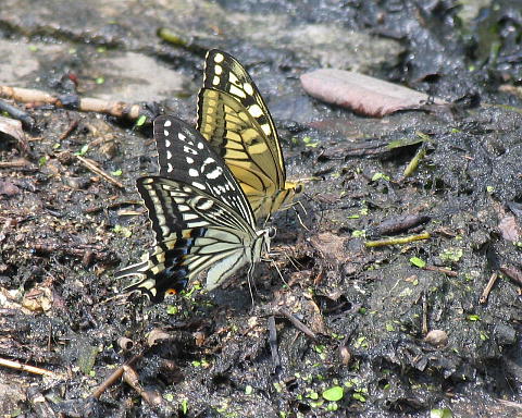 招蜂引蝶是什么生肖、最佳作答落实解释 招蜂引蝶是什么生肖、最佳作答落实解释