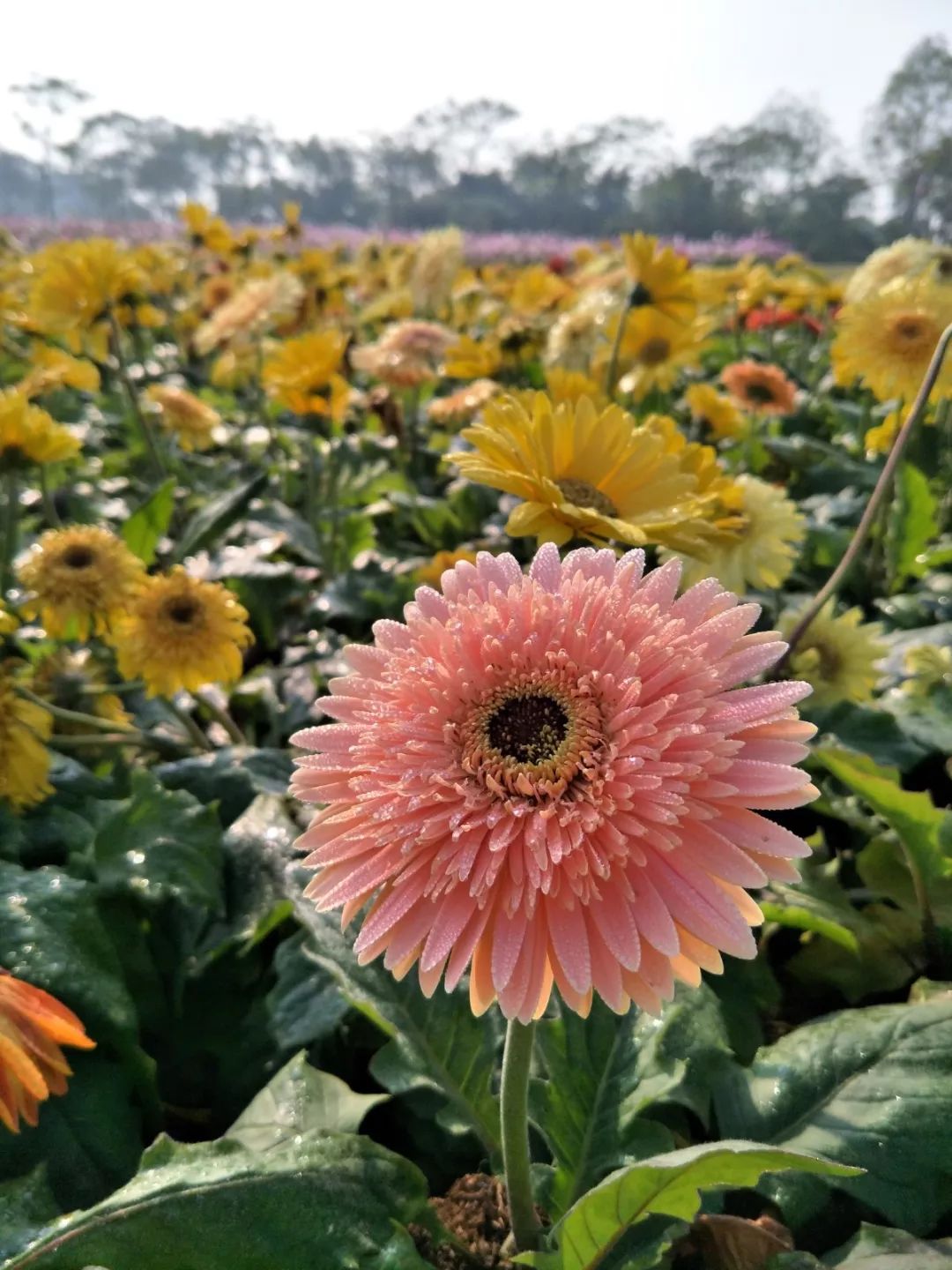揭秘花落谁家,生肖之谜的愉快解读与落实 揭秘花落谁家,生肖之谜的愉快解读与落实