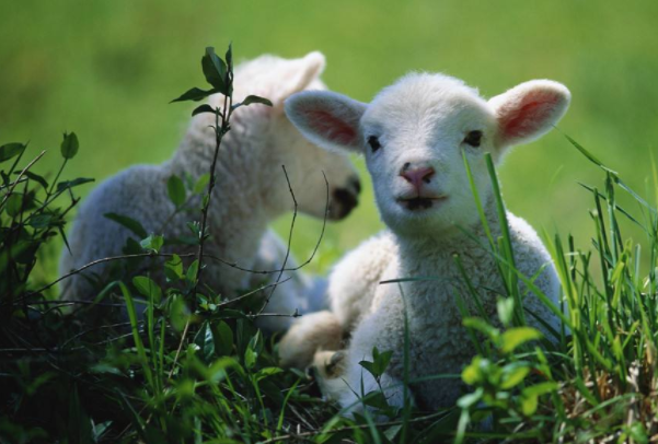 老鼠过街，揭秘生肖之首的智慧与挑战