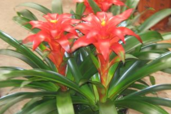 鸿运当头代表哪个生肖、前沿解释落实