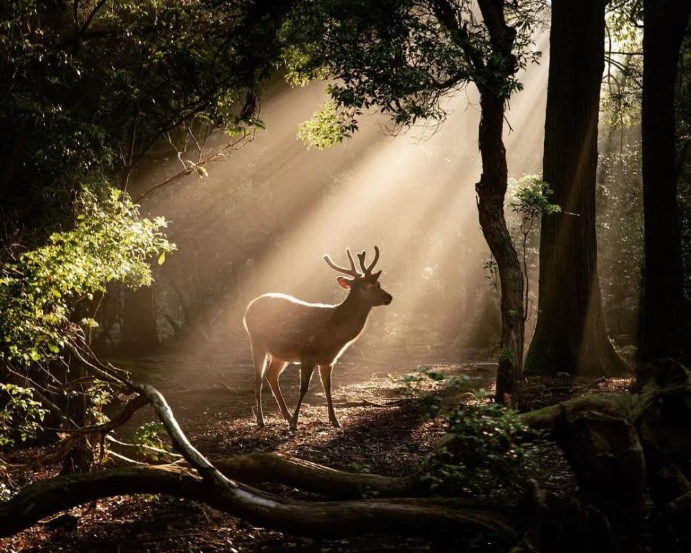 林深见鹿是什么生肖:经典解释作答落实