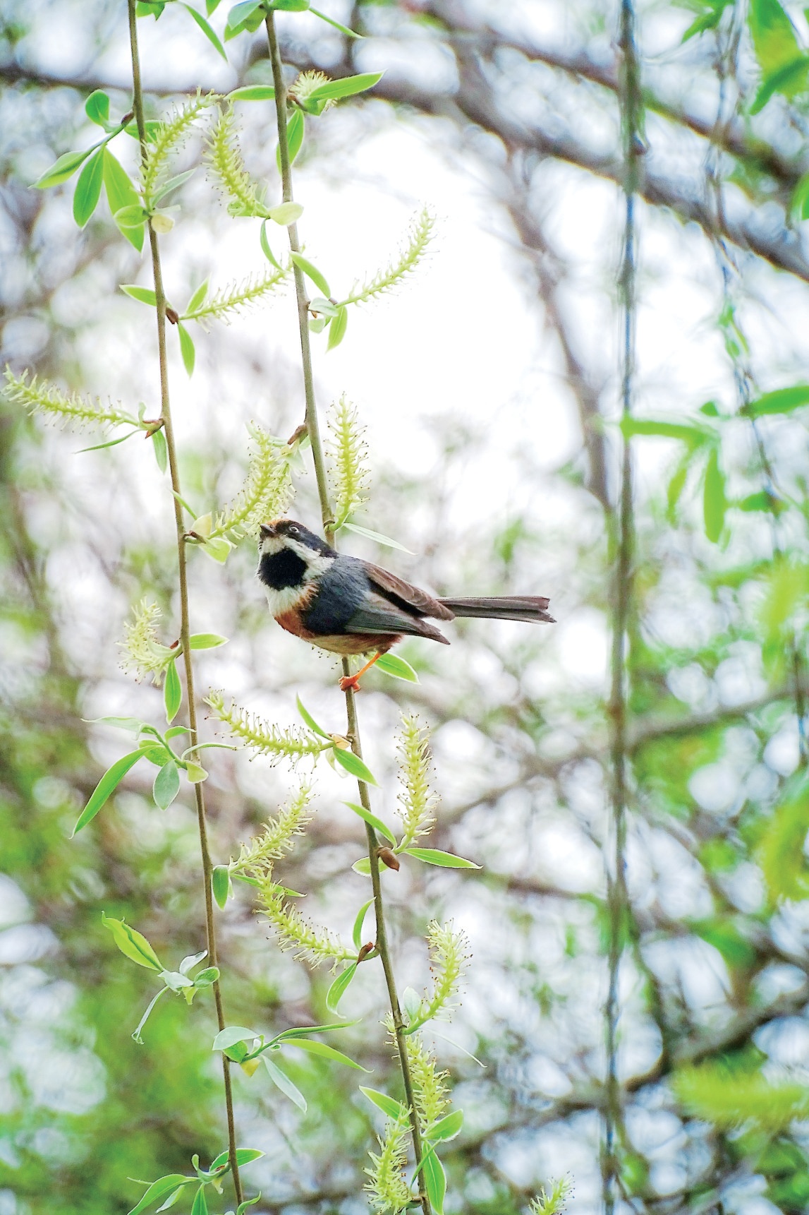 草长莺飞最佳动物是什么、精选解释落实 草长莺飞最佳动物是什么、精选解释落实