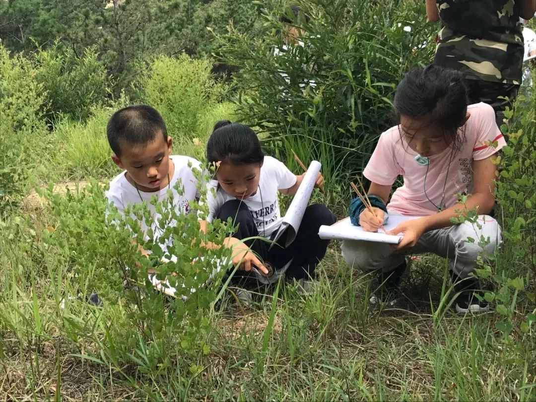 东张西望的动物—探索自然界的观察与信任