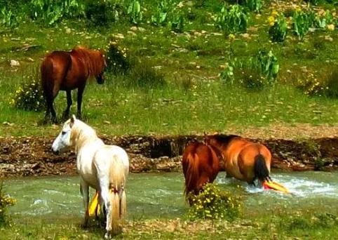 声色犬马是什么生肖?全面揭晓解释落实