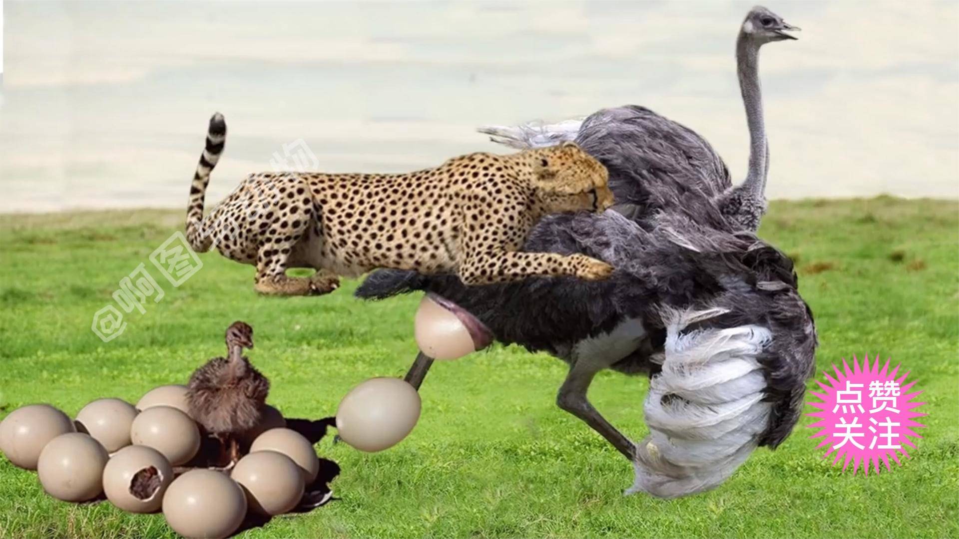 旁征博引话引路—以鸵鸟为例,谈解释与落实的智慧 旁征博引话引路—以鸵鸟为例,谈解释与落实的智慧