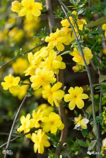 揭秘明日黄花背后的生肖谜题，谜底即将揭晓