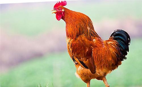 全面解析字正腔圆与生肖的奥秘,以鸡为例的全面解释与落实 全面解析字正腔圆与生肖的奥秘,以鸡为例的全面解释与落实