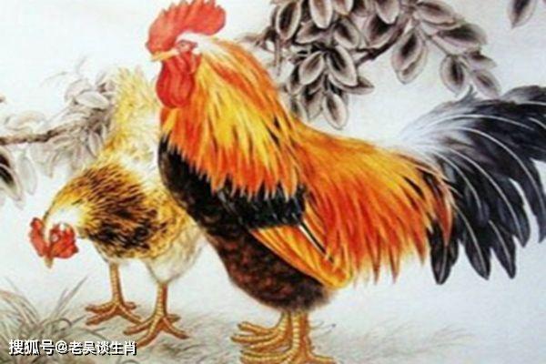 鹤立鸡群令人钦打一精准生肖:答案解释落实 鹤立鸡群令人钦打一精准生肖:答案解释落实