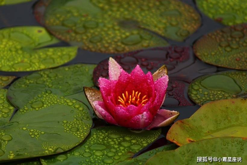 粗枝大叶是什么生肖?全面揭晓解释落实