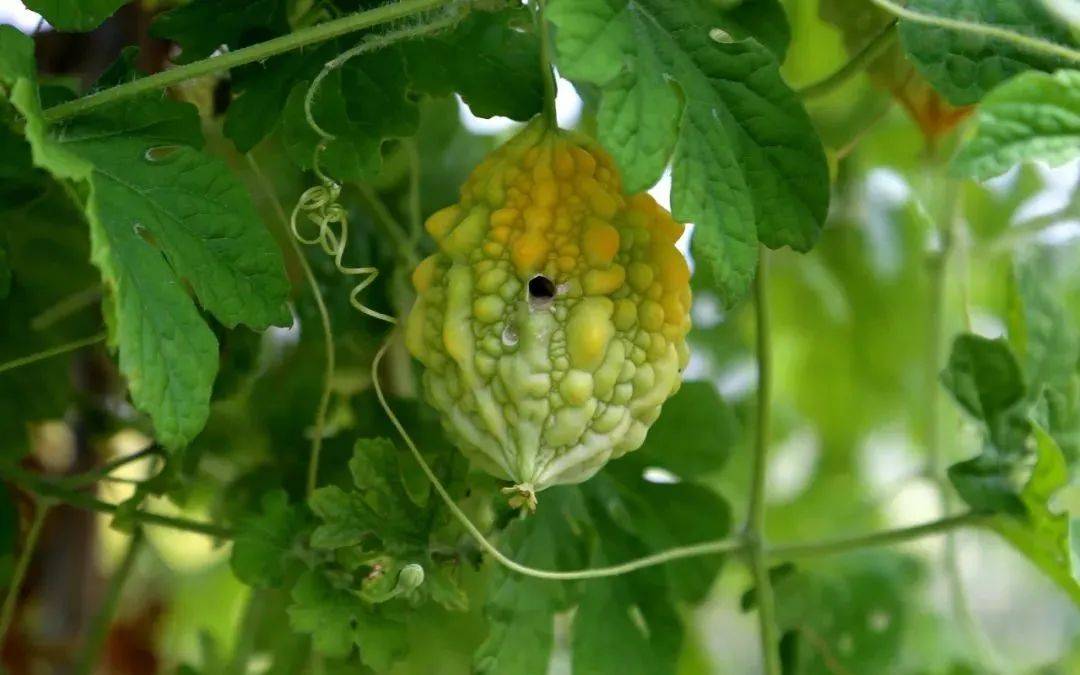 历来富贵三更梦，生肖背后的文化与哲学