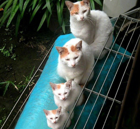 雷大雨小的正确动物—时代解释与落实