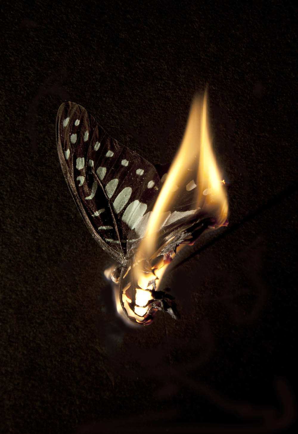 飞蛾扑火打一准确生肖:谜底即将揭晓落实