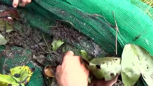 春蛙秋蝉是什么生肖、思考作答落实解释 春蛙秋蝉是什么生肖、思考作答落实解释