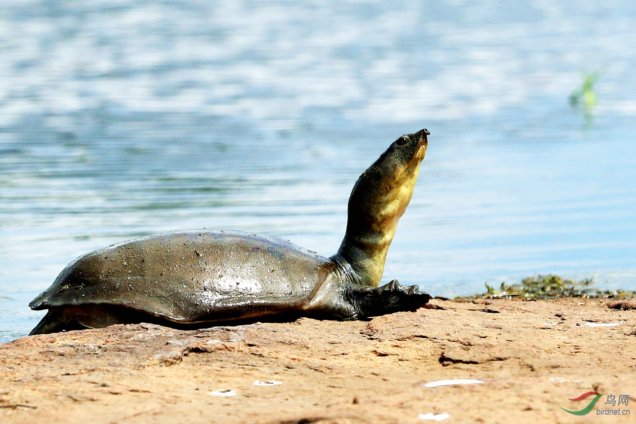 龟鹤之年，生肖中的长寿象征与乐观生活态度