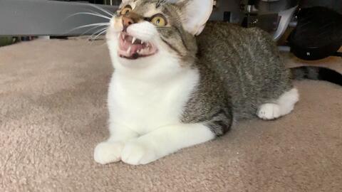 龇牙咧嘴,揭秘生肖背后的趣味与智慧 龇牙咧嘴,揭秘生肖背后的趣味与智慧