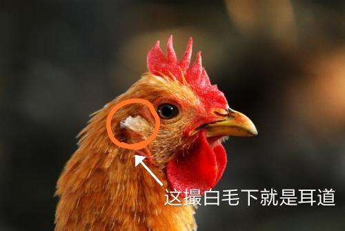 鸡头鸡尾指什么生肖、对决解释落实 鸡头鸡尾指什么生肖、对决解释落实