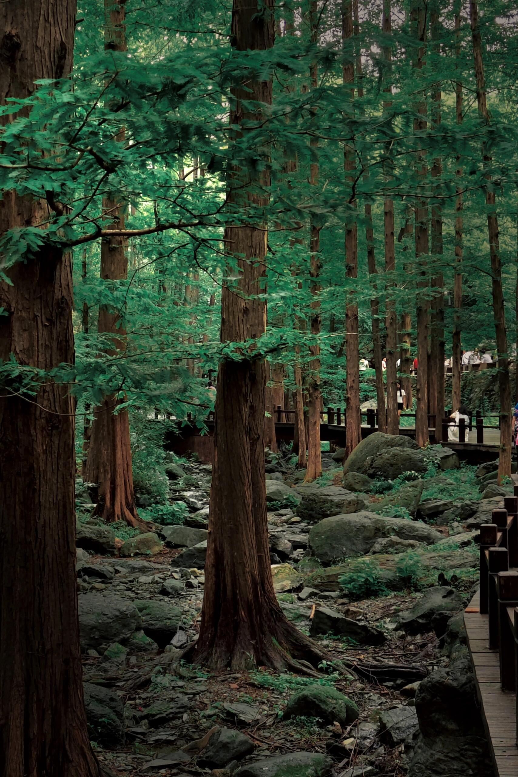 独霸森林,揭秘生肖中的森林之王 独霸森林,揭秘生肖中的森林之王