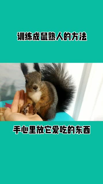 急中生智，生肖中的智慧之光—以鼠为例