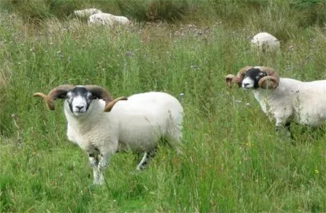 灰不喇唧是什么生肖、时代作答落实解释 灰不喇唧是什么生肖、时代作答落实解释