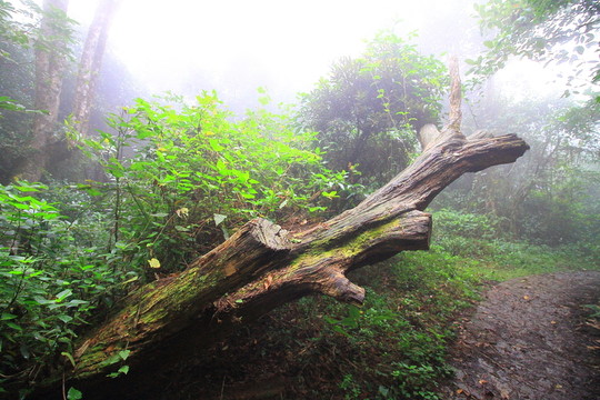 尺树寸泓,生肖之谜的深度解析 尺树寸泓,生肖之谜的深度解析
