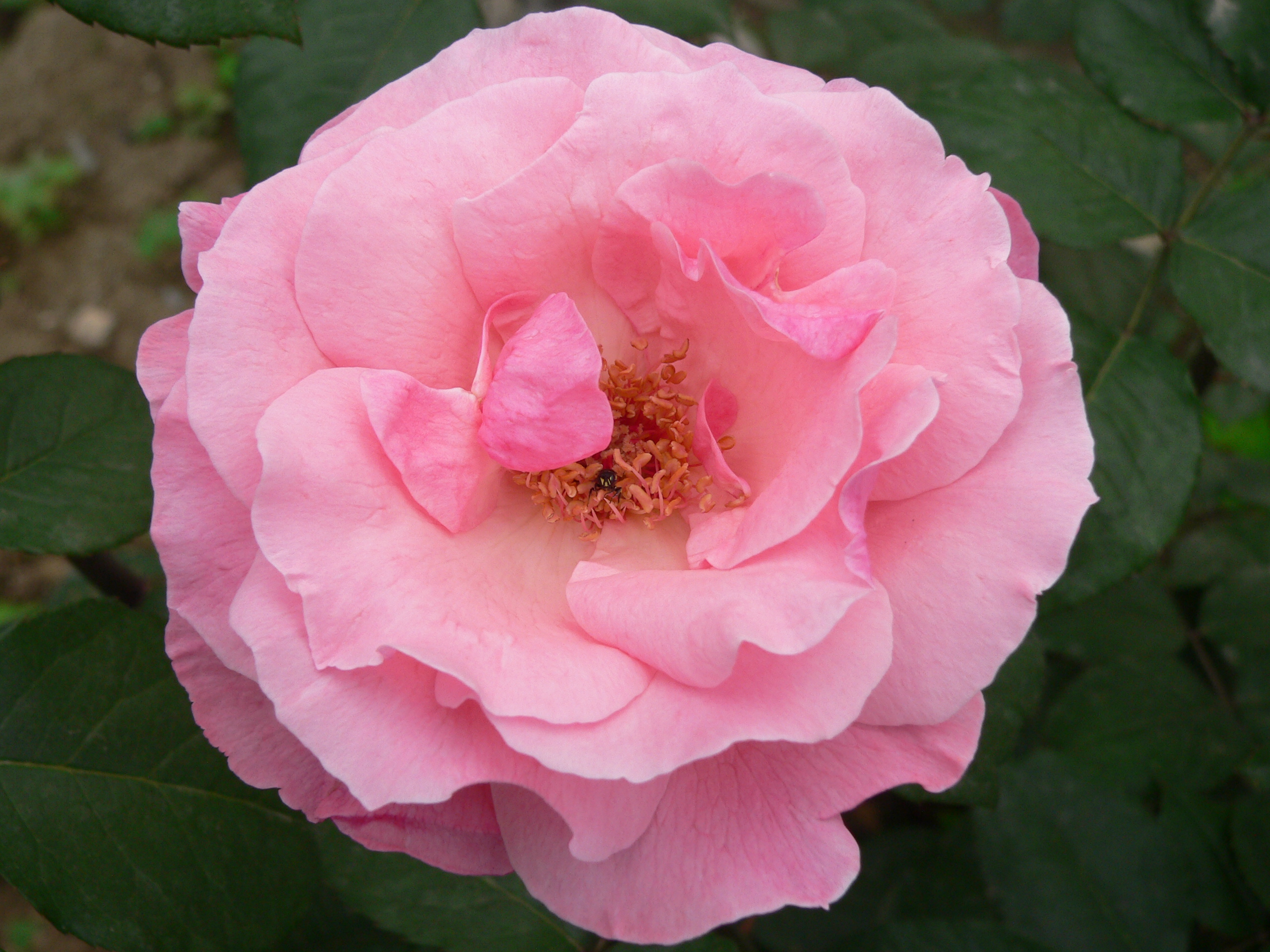 粉面含春,揭秘精准生肖的奥秘与讨论解释落实的实践 粉面含春,揭秘精准生肖的奥秘与讨论解释落实的实践