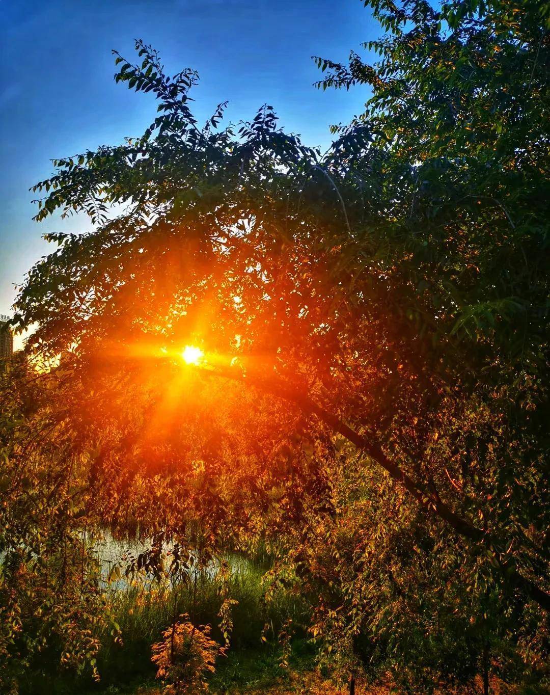 骄阳似火代表什么生肖、网络解释落实 骄阳似火代表什么生肖、网络解释落实