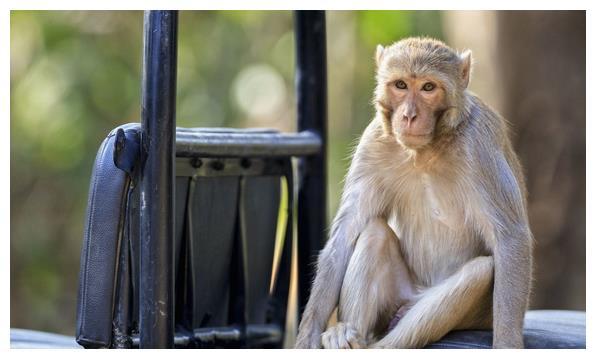 风口浪尖打一个生肖,揭秘属猴人的机智与勇气 风口浪尖打一个生肖,揭秘属猴人的机智与勇气