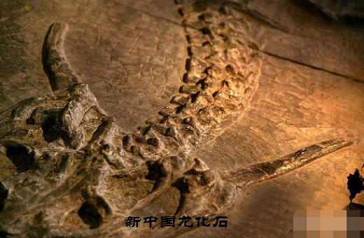 娱心悦耳,权威揭晓的生肖之谜 娱心悦耳,权威揭晓的生肖之谜