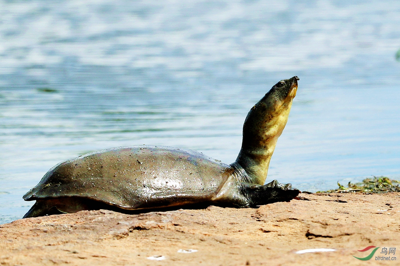 龟鹤之年,生肖中的长寿象征与乐观生活态度 龟鹤之年,生肖中的长寿象征与乐观生活态度