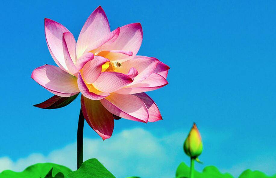 百花齐放映春色，揭秘百花齐放背后的生肖之谜