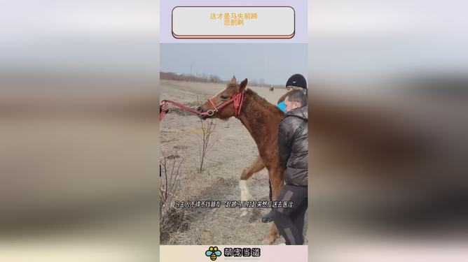 马失前蹄,揭秘背后的生肖玄机与精选解释的落实 马失前蹄,揭秘背后的生肖玄机与精选解释的落实