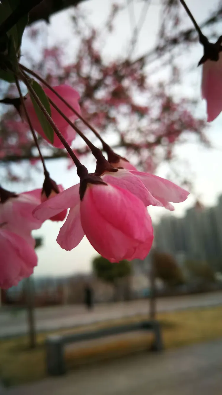 傍柳随花，诗意人生的浪漫诠释