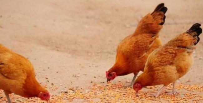 中国人养鸡的历史:精准解答落实